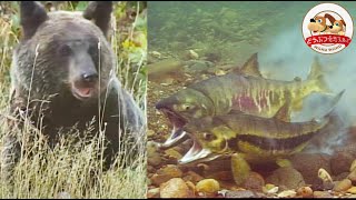 【貴重映像】北海道に、魚もキツネもヒグマもワシも集う”幻の川”があったサケの大群が命がけの出産…そして残った壮絶な光景とは【どうぶつ奇想天外WAKUWAKU】