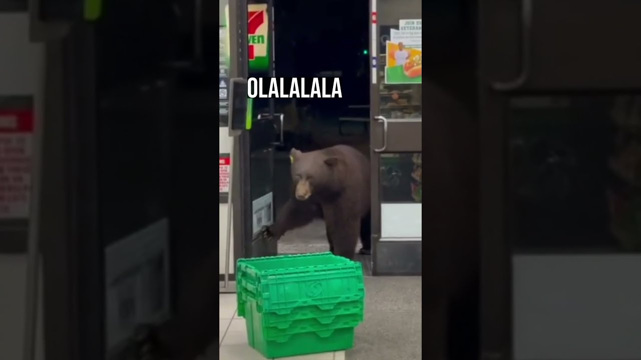QUAND UN OURS VA AU SUPERMARCHÉ - Drôle d'animaux