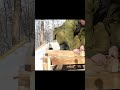 🏡 Building a Wooden Cabin | Installing the Finished Wall | Bushcraft House in Forest 🌲