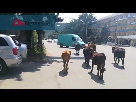 გორის ქუჩებში ძროხები სეირნობენ ვიდეო
