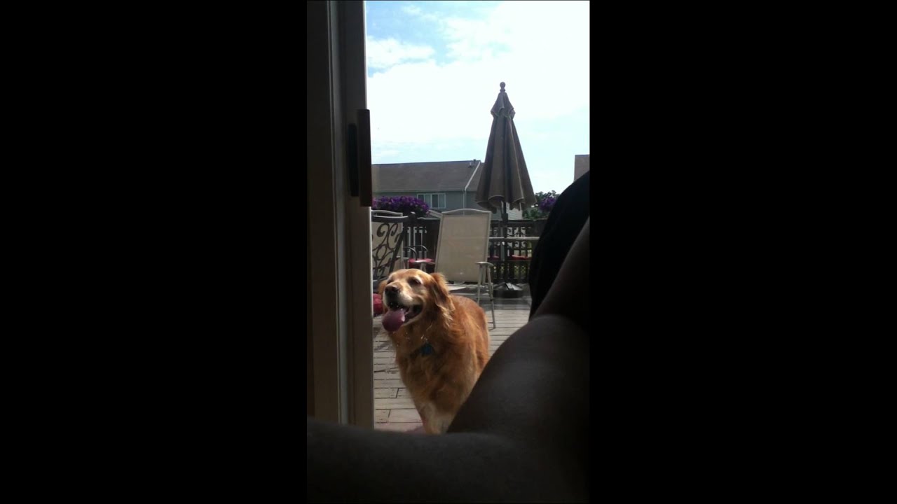 Dog licking and biting a glass window YouTube