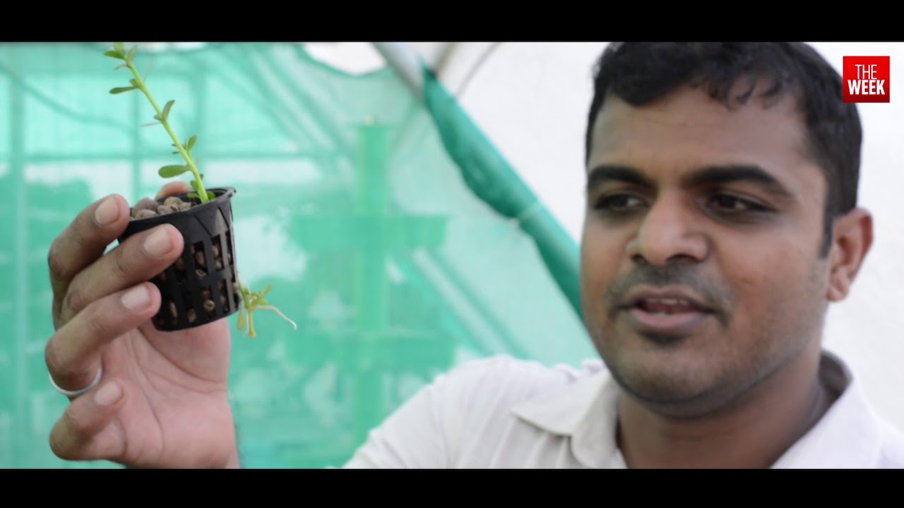 Hydroponics: The Future of Farming