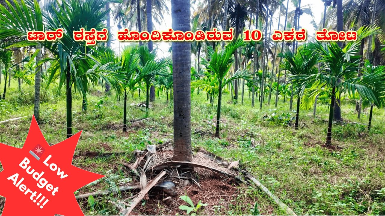 🚨 Low Budget Alert! Tar Road Facing 10 Acre ತೆಂಗಿನ ತೋಟ 🌴 | ವಿಶೇಷ ವಿಡಿಯೋ!