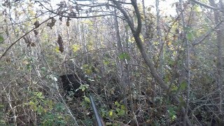 Attaque Sanglier Sur Chien