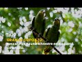 Granja Copoazú: Rescate de Fauna Silvestre en Caquetá, Colombia - TvAgro por Juan Gonzalo Angel