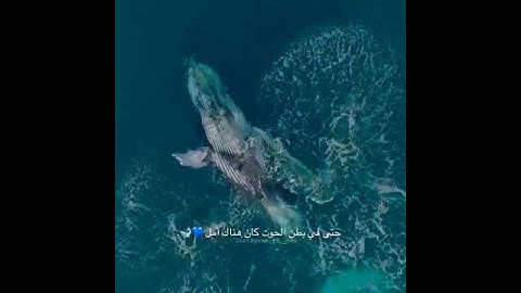 سورة الأنبياء - إسلام صبحي  آية (٨٧ - ٨٨) ❤.