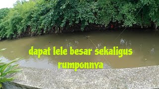 Poin Lele Besar Lagi Paser Mania