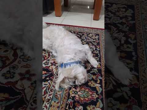 فيديو Stressless 😩