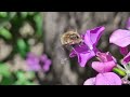 Bee-fly