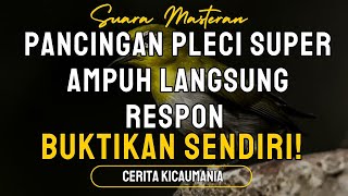 Download Lagu 🔥 GAK NYAUT RUGI! Pancingan Pleci SUPER AMPUH Langsung Respon | BUKTIKAN SENDIRI! 🔥 MP3 Download Lagu 🔥 GAK NYAUT RUGI! Pancingan Pleci SUPER AMPUH Langsung Respon | BUKTIKAN SENDIRI! 🔥 MP3