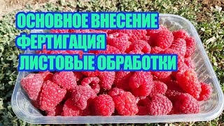 Питание ремонтантной малины и ежевики