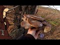 Идём по грибы в Октябре Осенняя Вешенка, Маслята , Тихая охота в Самарской области