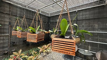 Orchid’s Story : Repotting Phalaenopsis Amabilis a.k.a. Anggrek Bulan || Duo Pangsiunan