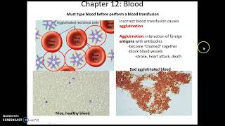 Chapter 12: The Cardiovascular System Blood Topics Erythrocytes and Blood Types