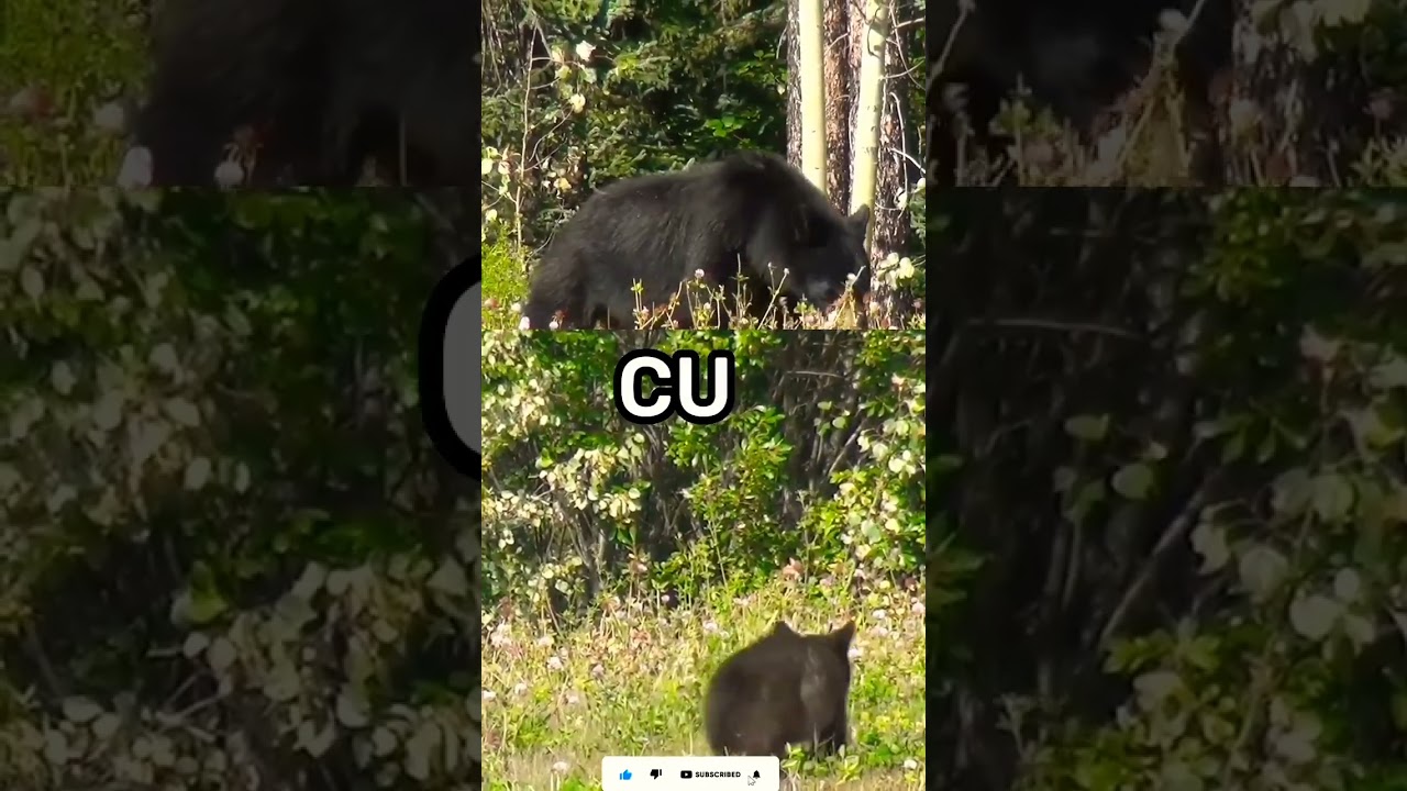 Bear & it's baby name || 