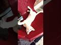 Funny Cat 🐈#shorts #youtubeshorts #youtube #funny #cat