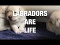 The Ultimate Labrador Compilation 2017