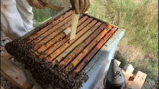 Control de la Varroa en España
