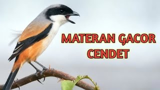 Download Lagu Ampuh Master cendet full 1 jam MP3
