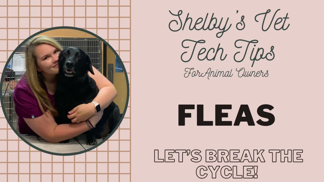 Shelby’s Vet Tech TipsFleas Identify, Treat & Prevent YouTube