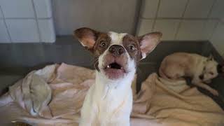 Acs A789526