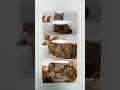 ローソンで愛猫のブロマイド引いてきた!!!【#にゃんこのブロマイド】