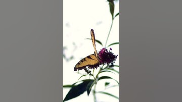 Butterfly in ultra slow motion (1500 fps) #short #music #billieeilish