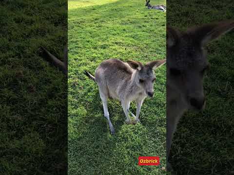 캥거루가 풀 뜯어 먹는 소리 ASMR #shorts #먹방 1열 직관  #ASMR#캥거루먹방#호주여행 #kangaroo #asmreating #australia