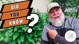 SLASH Your Feed Bill 💰 With THIS PLANT!!!