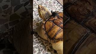 Calm shell energy 🐢 #TortoiseVibes #InnerPeace #AnimalWorld