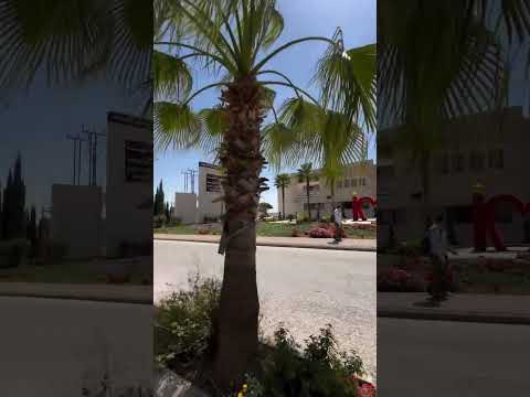 ك ليه الهندسة جامعة الزيتونة الاردنية
