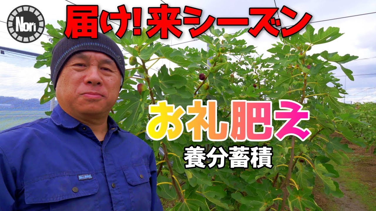 届け！来シーズン｜お礼肥えで来年のいちじくを育てる