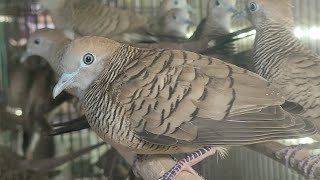 AKHIRNYA JEKPOT PERKUTUT SUARA PANJANG DAN UNIK 