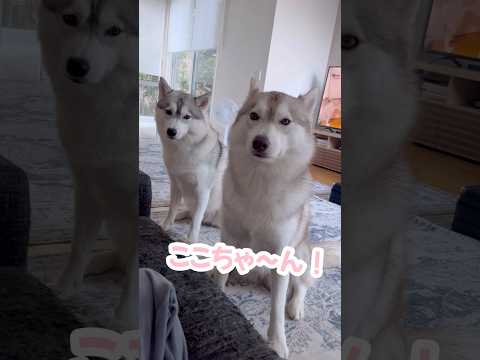 うちのハスキーの甘え方が独特すぎる… #シベリアンハスキー #ハスキー #ハスキー犬