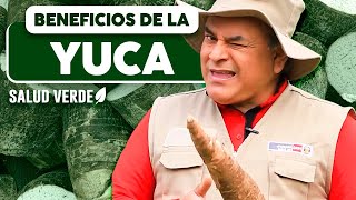 Beneficios de la yuca | #SaludVerde 💚