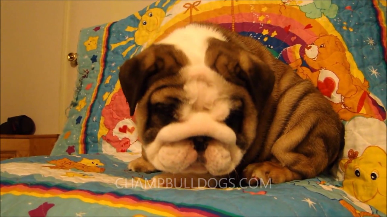 Beautiful english bulldog puppy