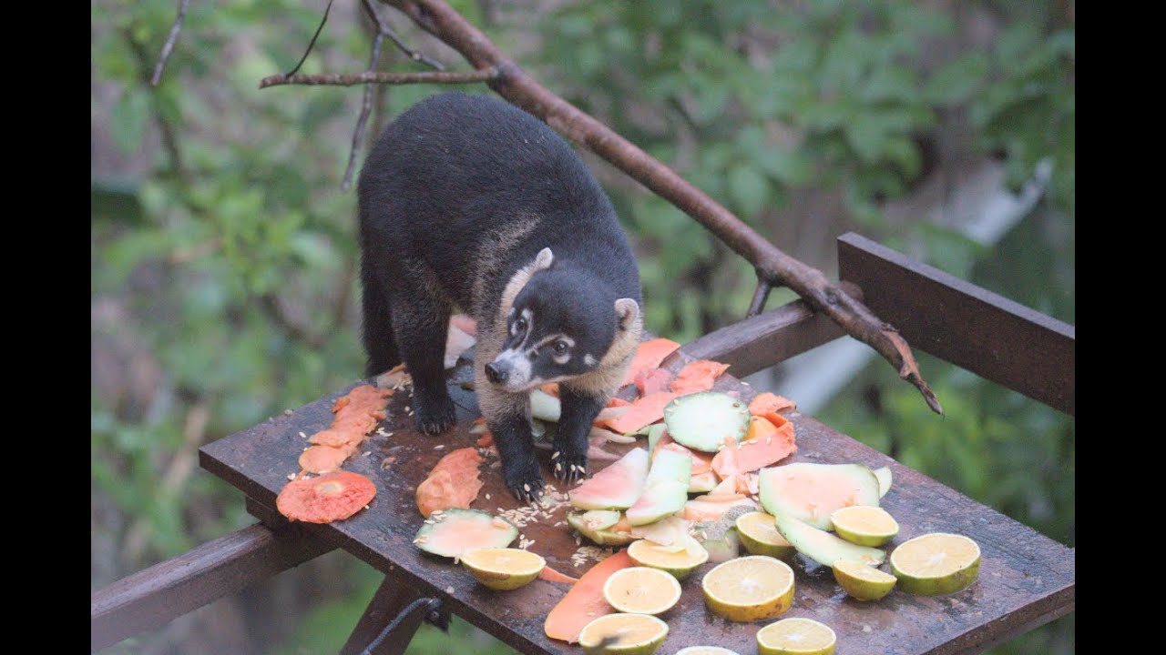 Black Rock Lodge (Belize)