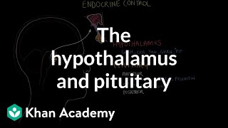 The hypothalamus and pituitary gland | Endocrine system physiology | NCLEX-RN | Khan Academy