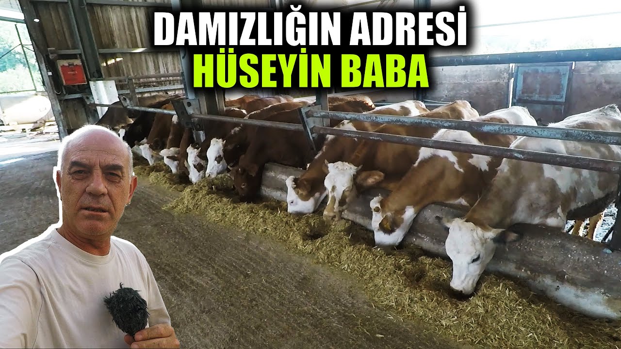 Hüseyin Baba Çiftliğinin Kaliteli Hayvanları | Hayvanlara Gözü Gibi Bakıyorlar