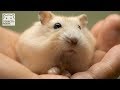 手乗リストこてっちゃん。【ジャンガリアンハムスター】/Hamster COTETSU, He got on my hand for the first time.