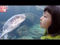 アクアワールド大洗 Aqua World Oarai Aquarium の動画、YouTube動画。