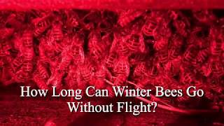 How Long Can Winter Bees Go Without Flight