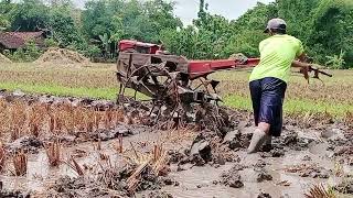 PERSIAPAN TANAM UNTUK BENIH PADI, PROSES LUKU SAWAH