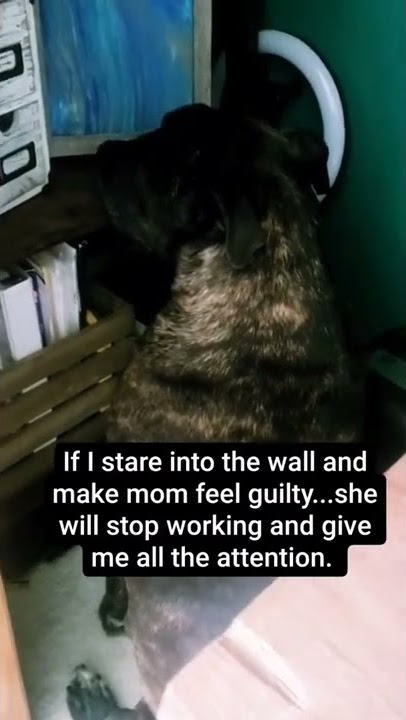 😆 How dare I work and not pay attention to Han Solo. #furassistant #rescuepup #workfromhomelife