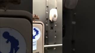 Squirrel Backflips Escaping Portable Toilet