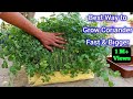 Right way to grow coriander fast  bigger at home  best way to grow coriander