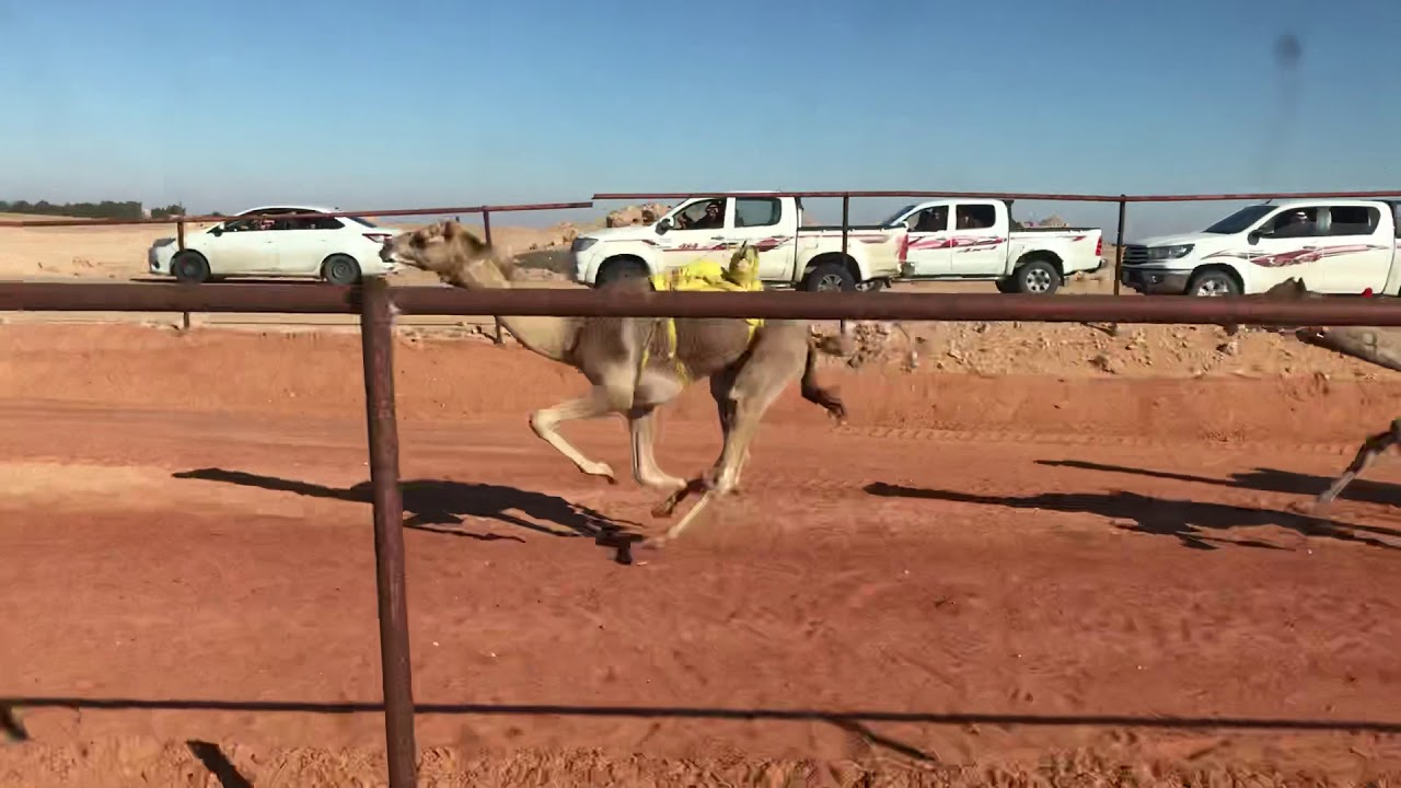 مهول/ سعد حمدان الشمري(افضل توقيت منذ تأسيس الميدان)