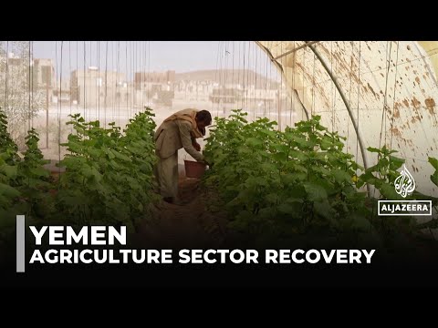 Yemen's agricultural revival: Conflict and sanctions bring more workers to sector