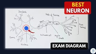 How to Draw Neuron Diagram | Structure of Neuron