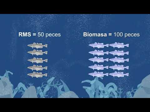 Video: ¿Cuál es el rendimiento sostenible de una pesquería?